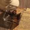 Taxidermy Bat, Real Bat Specimens Animal Specimen in Resin for