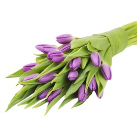KaBloom Flowers - Valentine Collection - Bouquet of 20 Purple Tulips Farm-Fresh From Holland without vase. Gift for Birthday, Thank You, Valentine, Mother’s Day Fresh Flowers