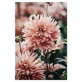 artboxONE Poster 30 x 20 cm Flowers Floral Beautiful Flowers Photography Picture Floral Flowers