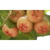 Home-Growth Sweet Java Apple, Wax Apple, Syzygium Samarangense - 5