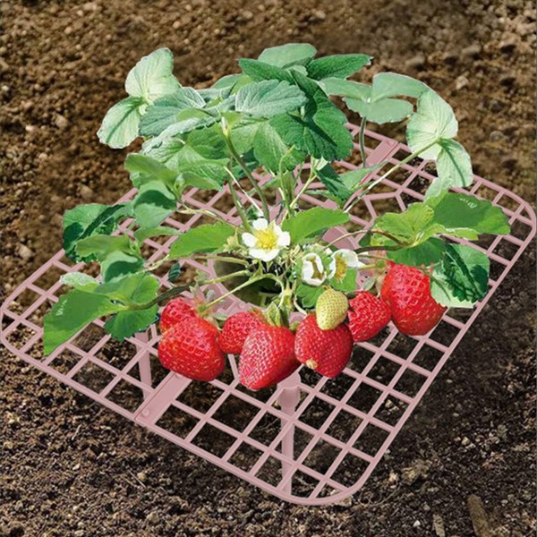 IUIBMI 20 Pack Strawberry Supports Strawberry Holder Strawberry Growing Frame