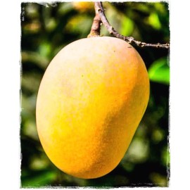 Tree GLENN MANGO TREE GRAFTED (3 Feet Tall).