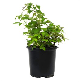 Green Promise Farms Rubus Edible-Shrub, 2-Size Container, Raspberry-Jewel
