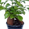 Live Ginseng Ficus, Ficus Retusa, Banyan Fig, Bonsai Houseplant, Unusual