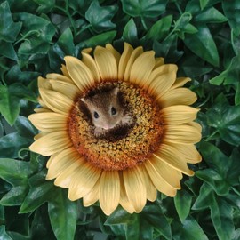 Vivid Arts - Hanging Harvest Mouse/Sunflower - HGF-022