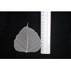 100 Pcs Bodhi Leaf Translucent Leaves Pho Bodhi Tree Veined