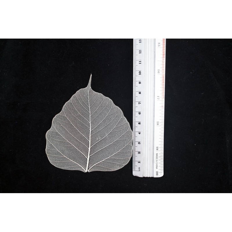 100 Pcs Bodhi Leaf Translucent Leaves Pho Bodhi Tree Veined
