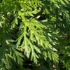 1 packet (1000+ seeds) - Chrysanthemum - Tong Ho -