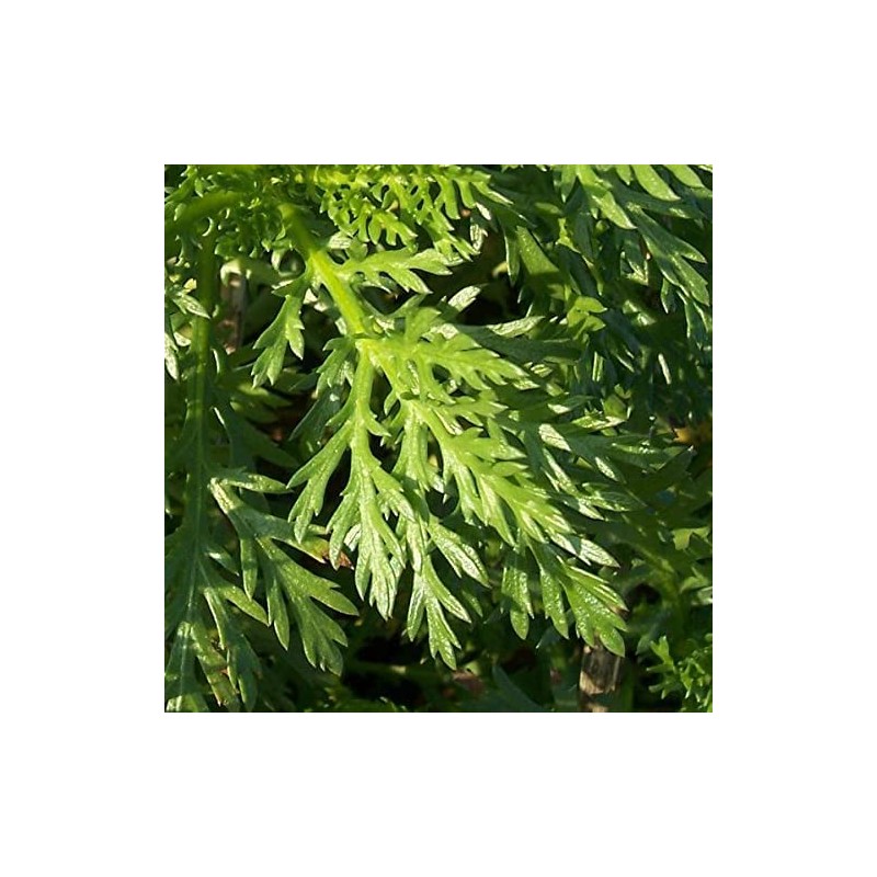 1 packet (1000+ seeds) - Chrysanthemum - Tong Ho -