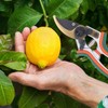 Pruning Shears 8 Inch SK5 Alloy Steel Incisive Gardening Tools