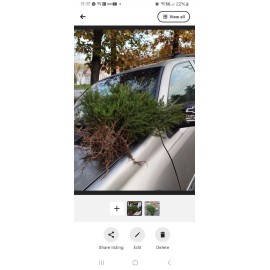 live 24 Red Spruce Seedlings, , 10-14" from MAINE  (Picea Rubens SARG.)