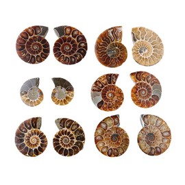 Healing Quartz Ammonite Fossil Iridescent Slices Polished Specimen Shell Pair Healing Crystal Madagascar Specimen Shell Home Decoration