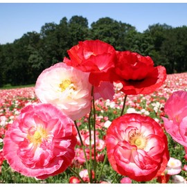 5000+ Perennial Double Shirley Mixed Poppy Flower Seeds for Planting Outdoor-Mix Falling in Love Poppy Flower Non GMO Heirloom Seeds