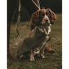 WALKER AND HAWKES - Derby Tweed Alfie Dog Coat -