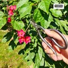TONMA JP Professional Bonsai Scissors [Made in Japan] Stainless Steel