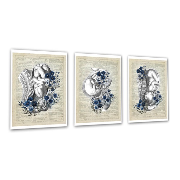 Gnosis Picture Archive Obstetrics OBGYN Medical Wall Art, Fetal Development