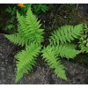 Ferns 20 Lady Fern Roots/Root Systems - Common Ladyfern Plants