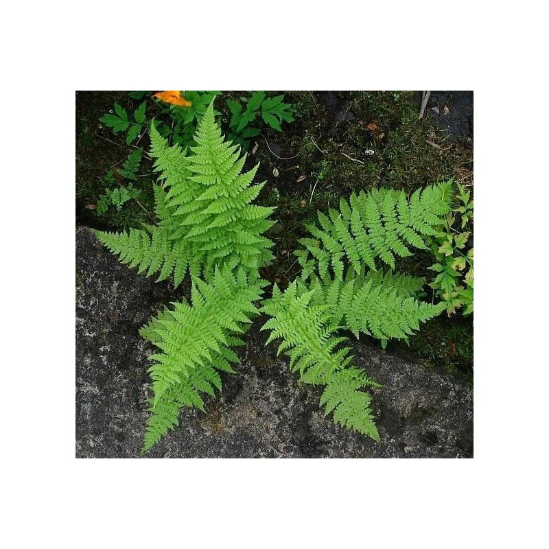 Ferns 20 Lady Fern Roots/Root Systems - Common Ladyfern Plants