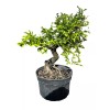 Unbranded Chinese elm pre-bonsai - 9" to 11"