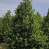 Nellie R. Stevens Holly, Evergreen Shrub, Ornamental Berries, 3 gal