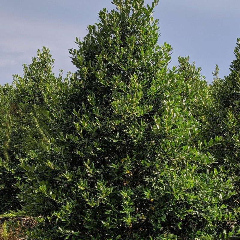 Nellie R. Stevens Holly, Evergreen Shrub, Ornamental Berries, 3 gal