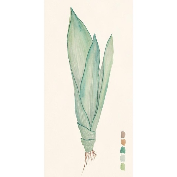 Snake Plants II Poster Print - Melissa Wang (12 x