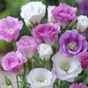 Lisianthus Flower Seeds for Planting - 300+ Annual Lisianthus Double