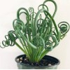 Rare Frizzle Sizzle Plant - Albuca - STRANGE - - Succulent House Plant in 4” Pot