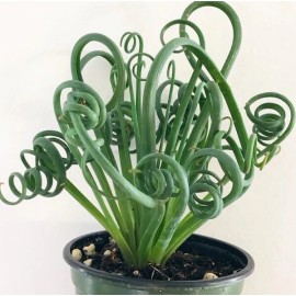 Rare Frizzle Sizzle Plant - Albuca - STRANGE - - Succulent House Plant in 4” Pot