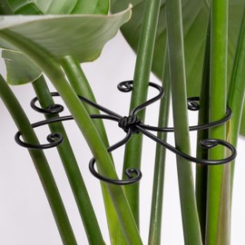 Yohsnor Black Monstera Plant Support 5.5IN 5PCS Premium Stem Support System for Indoor Plants, Durable Stabilizer for Monstera and Climbing Plants, Easy Installation Leaf Holder, Fishbone Cactus Stake