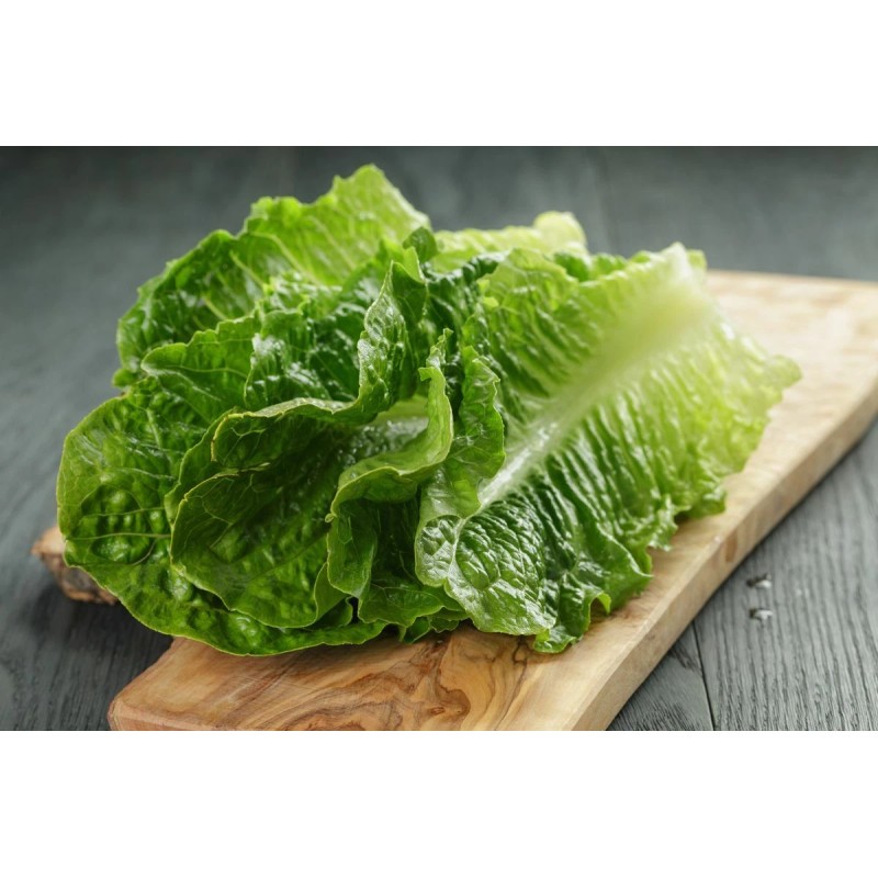 HSC 1200+ Parris Island Romaine Lettuce Seeds | Non-GMO Lettuce