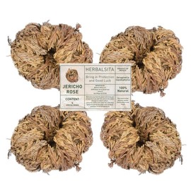 Big Size (2.5''-3.5'') Jericho Flower - Large Premium Rosa de Jericó (Resurrection Plant) – Symbol of Prosperity & Abundance, Ideal for Home Decor & Spiritual Healing - Specification: 24 Pack Jericho Rose