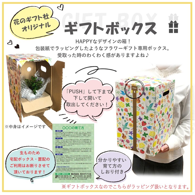 Ficus Microcarpa Ceramic Potted Plant (White)