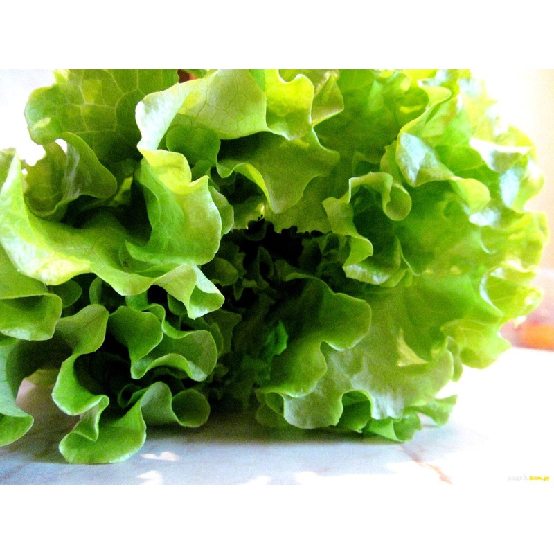 Lettuce Green Salad Bowl 1000+ Non-GMO Seeds for Planting Herb