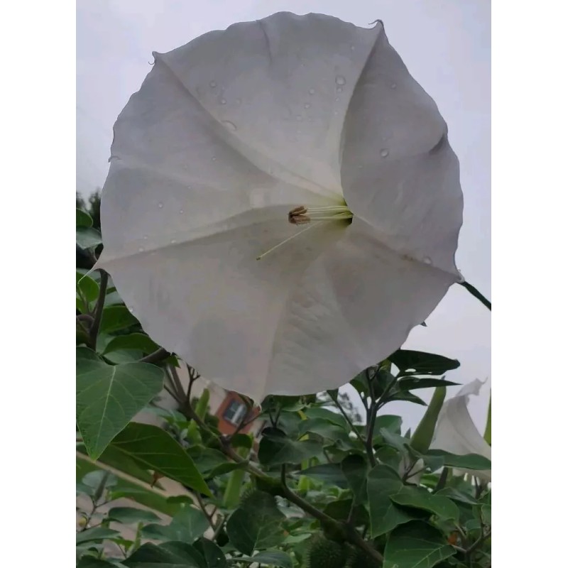 Home Grown 170÷180 Seeds. Datura Stramonium, Jimson Weed, Thorn Apple