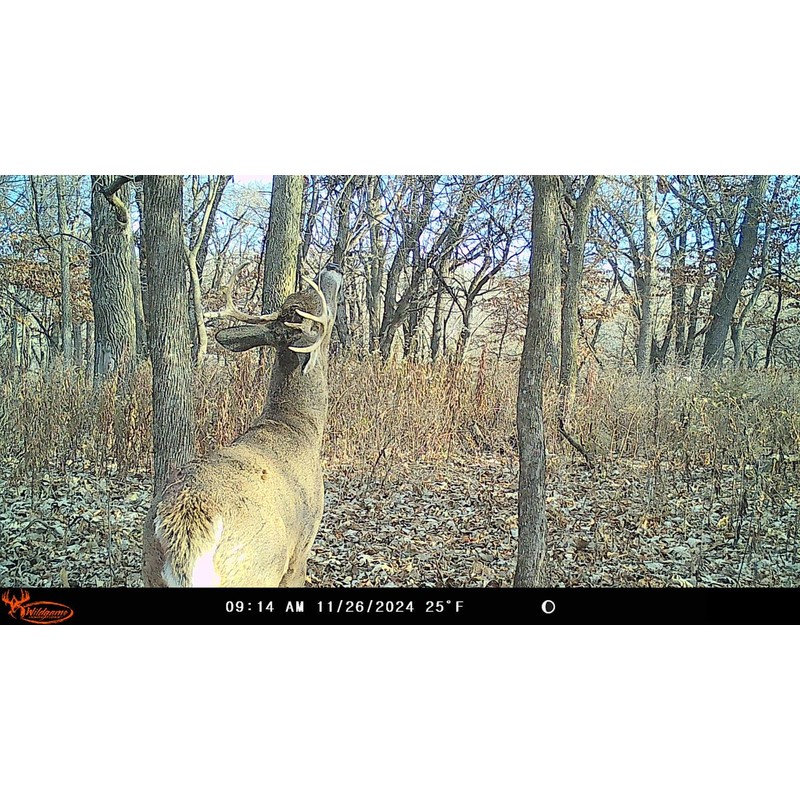 Wildgame Innovations Insite-V 2-Pack Cellular Trail Camera 32 MP, 80ft
