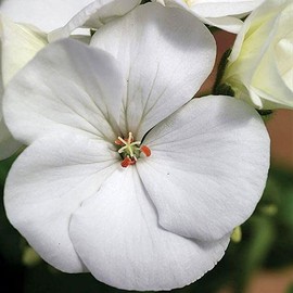 Park Seed Geranium Flowering Plant Seeds, Easy to Grow, Variety of Colors, Spring Garden, Maverick White Hybrid, Pack of 10