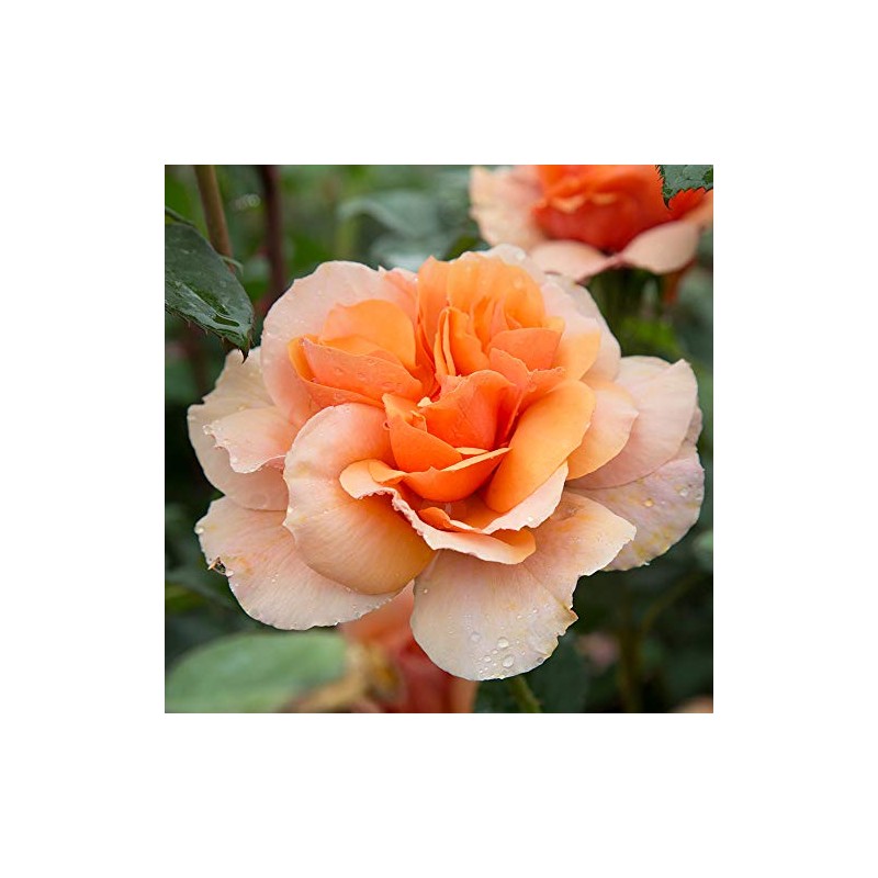 Heirloom Floribunda Roses, Live Own Root Plant for Outdoor Garden,