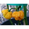 Foodarama Yellow Scotch Bonnet Pepper 10+ Seeds