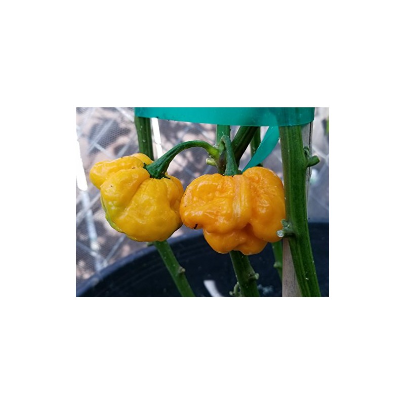 Foodarama Yellow Scotch Bonnet Pepper 10+ Seeds