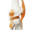 EVOTECH SCIENTIFIC Human Functional Knee Joint Model with Ligament Life