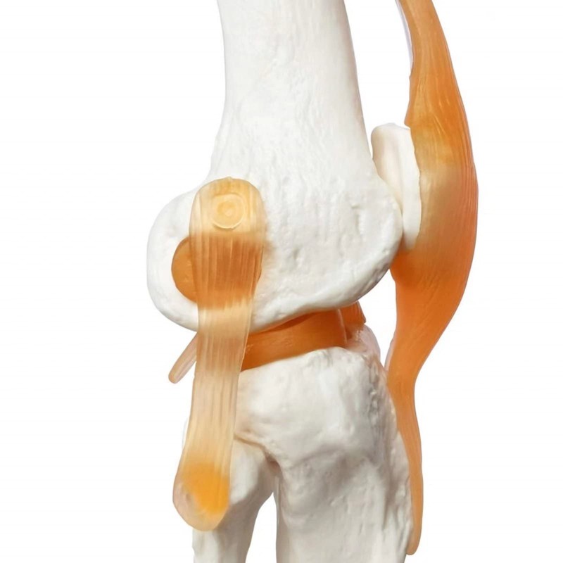 EVOTECH SCIENTIFIC Human Functional Knee Joint Model with Ligament Life