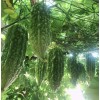 BitterMelon Seed 25pcs BitterMelon Gourd Ampalaya Seed Fresh Harvested US