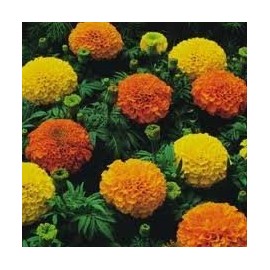 Marigold Cracker Jack Nice Garden Flower 2,000 Seeds