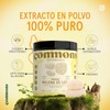 Hongo Melena de León en Extracto Puro en Polvo 100g