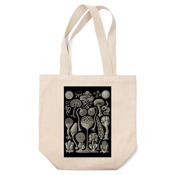 Lantern Press Art Forms of Nature, Mycetozoa (Slime Mold), Ernst