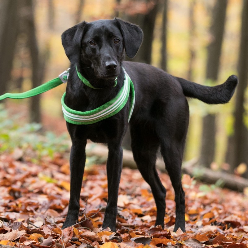 HUGO & HUDSON Easy Walk Dog Harness Adjustable No-Pull Step-in