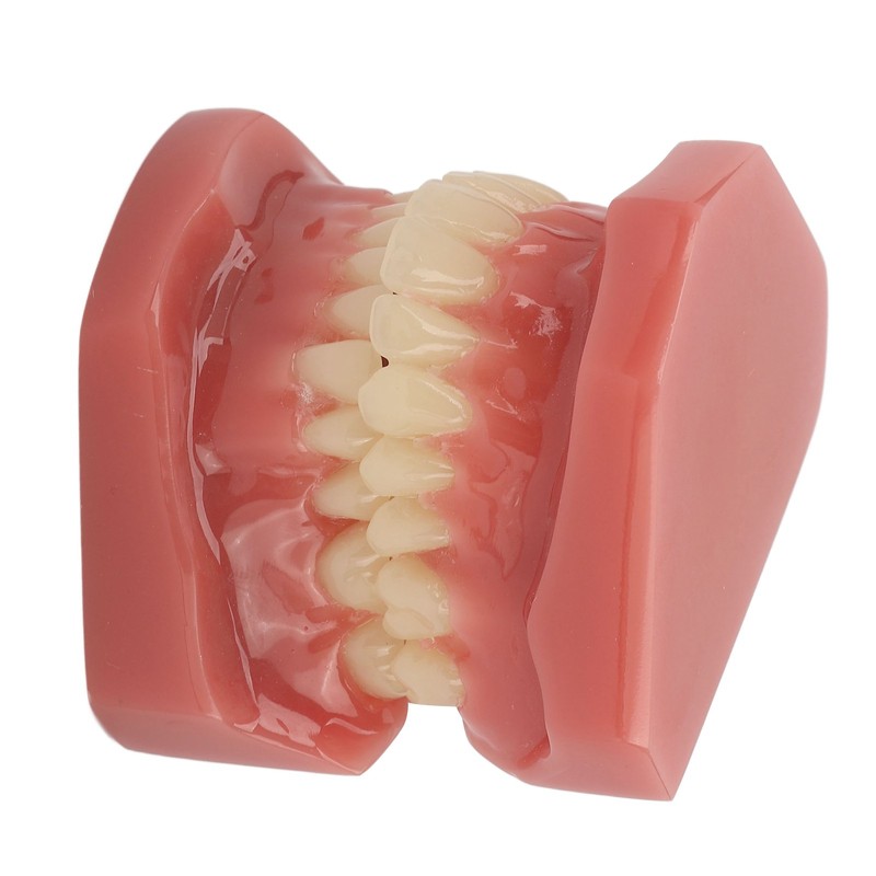 Tooth Model 28 Teeth Dental Orthodontic Model Teaching Study Supplies
