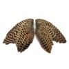 1 Pair - Natural Ringneck Pheasant Hen Whole Wing Feather
