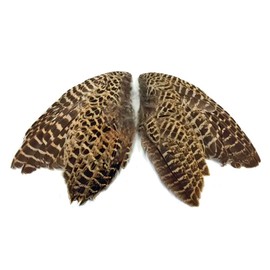 1 Pair - Natural Ringneck Pheasant Hen Whole Wing Feather Set (Left and Right) Dog Training Fly Tying Supply -A | Moonlight Feather